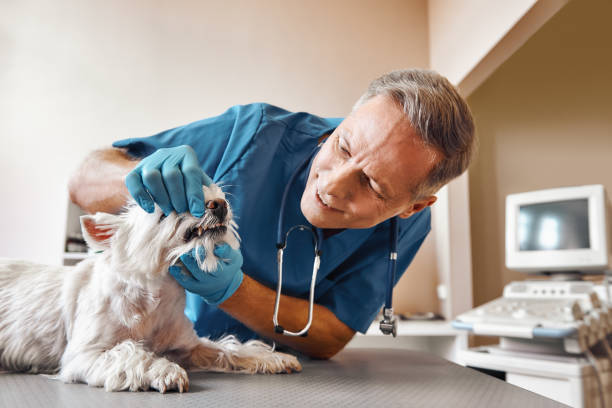 Best Emergency Wisdom Tooth Extraction in Lindale, TX